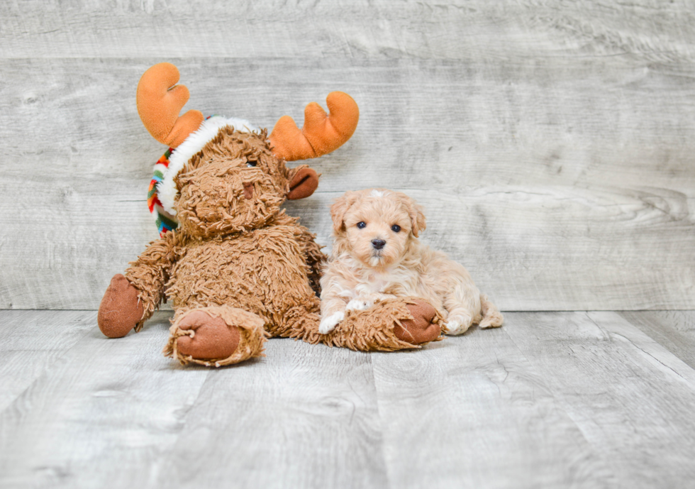 Maltipoo Pup Being Cute