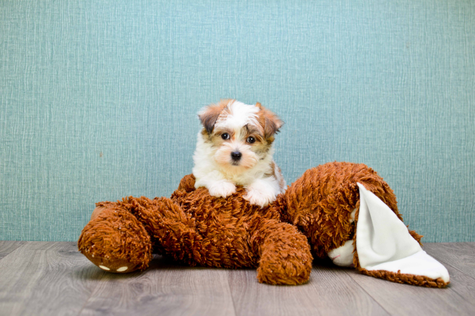 Happy Morkie Baby