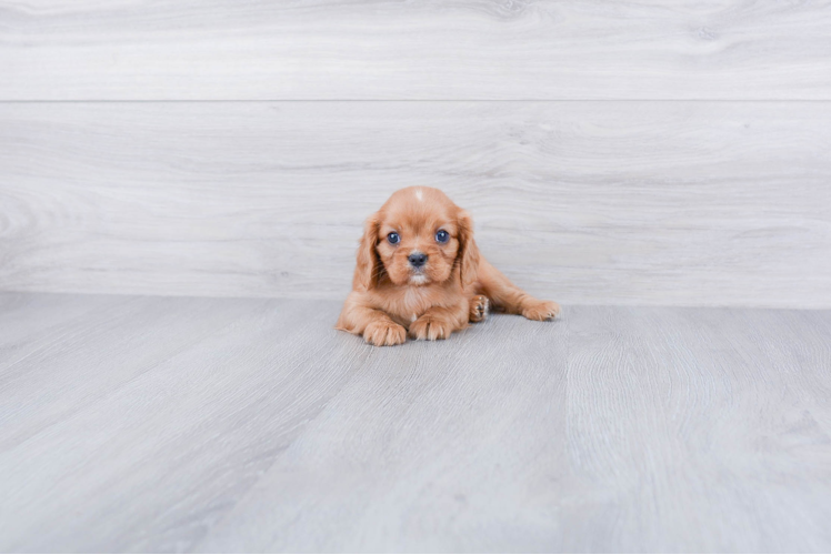 Best Cavalier King Charles Spaniel Baby