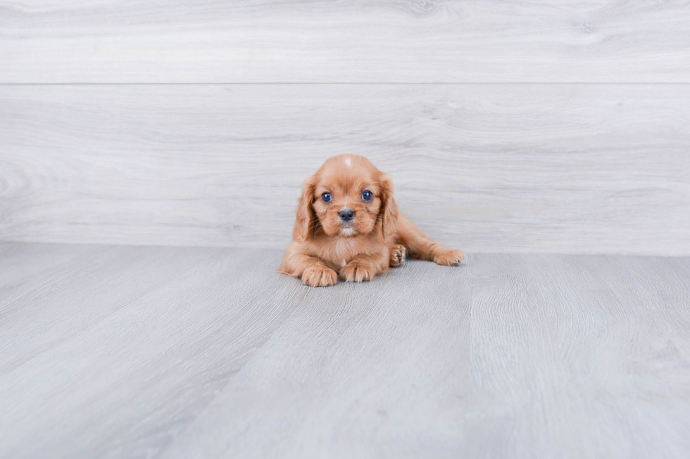 Best Cavalier King Charles Spaniel Baby