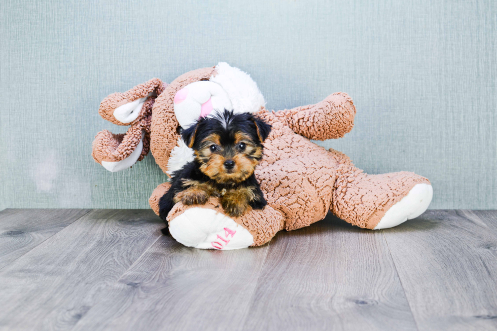 Meet Joey - our Yorkshire Terrier Puppy Photo 