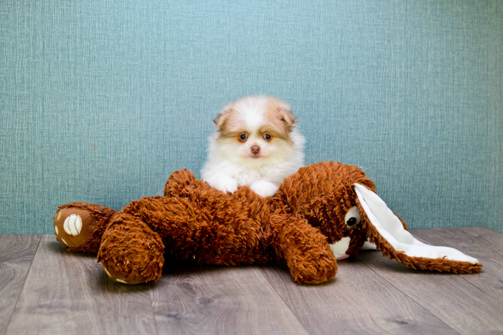 Friendly Pomeranian Baby