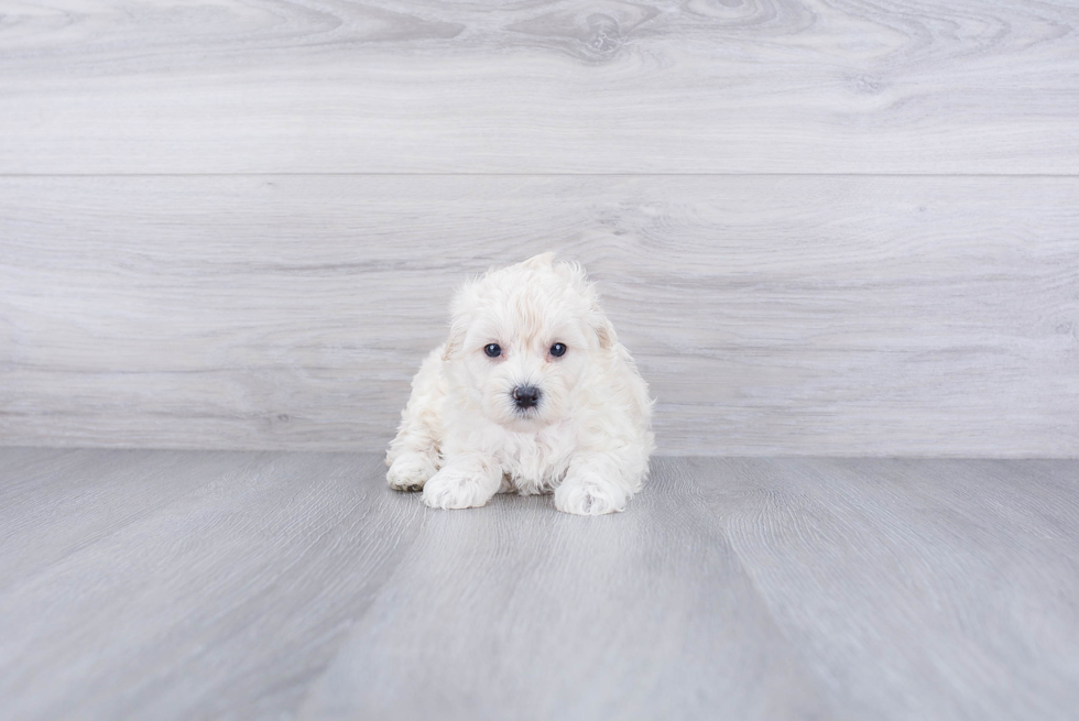 Maltipoo Puppy for Adoption