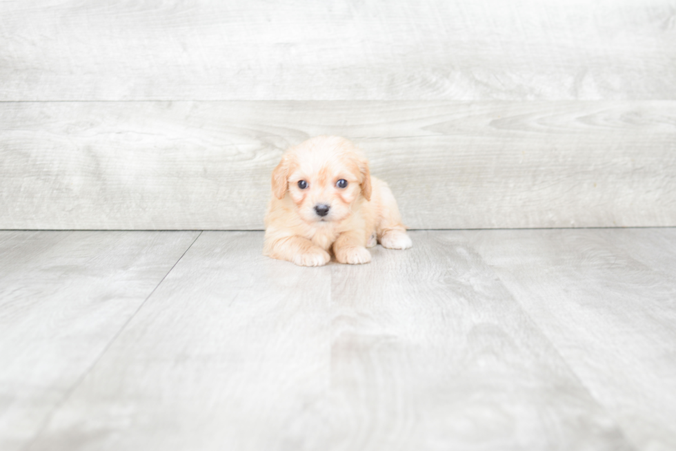 Best Cavachon Baby