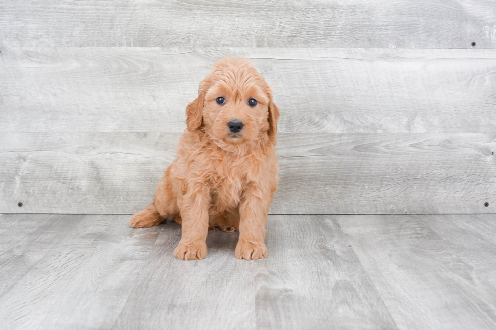 Friendly Mini Goldendoodle Baby