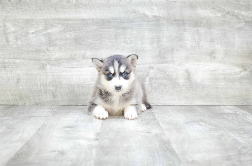 Friendly Pomsky Baby