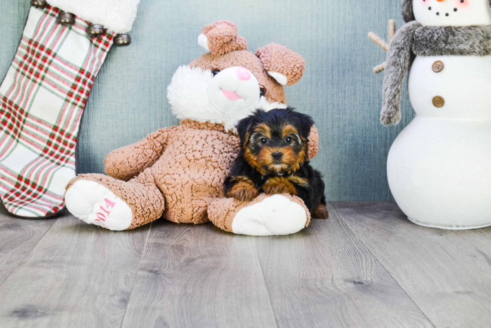 Meet Timmy - our Yorkshire Terrier Puppy Photo 