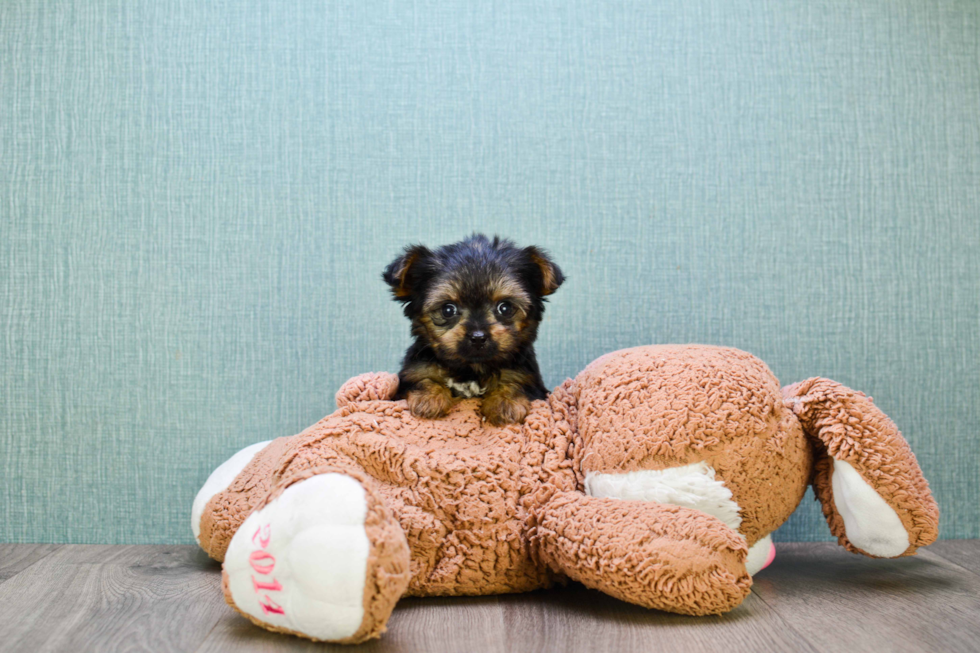 Meet Rebecca - our Yorkshire Terrier Puppy Photo 