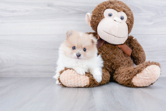 Best Pomeranian Baby