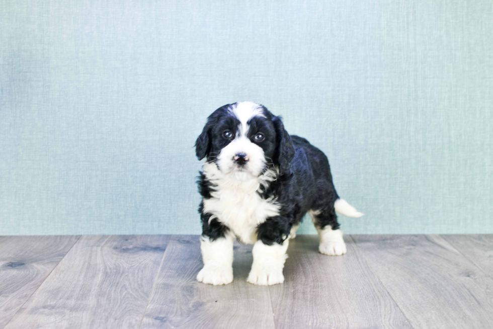 Fluffy Mini Bernedoodle Poodle Mix Pup