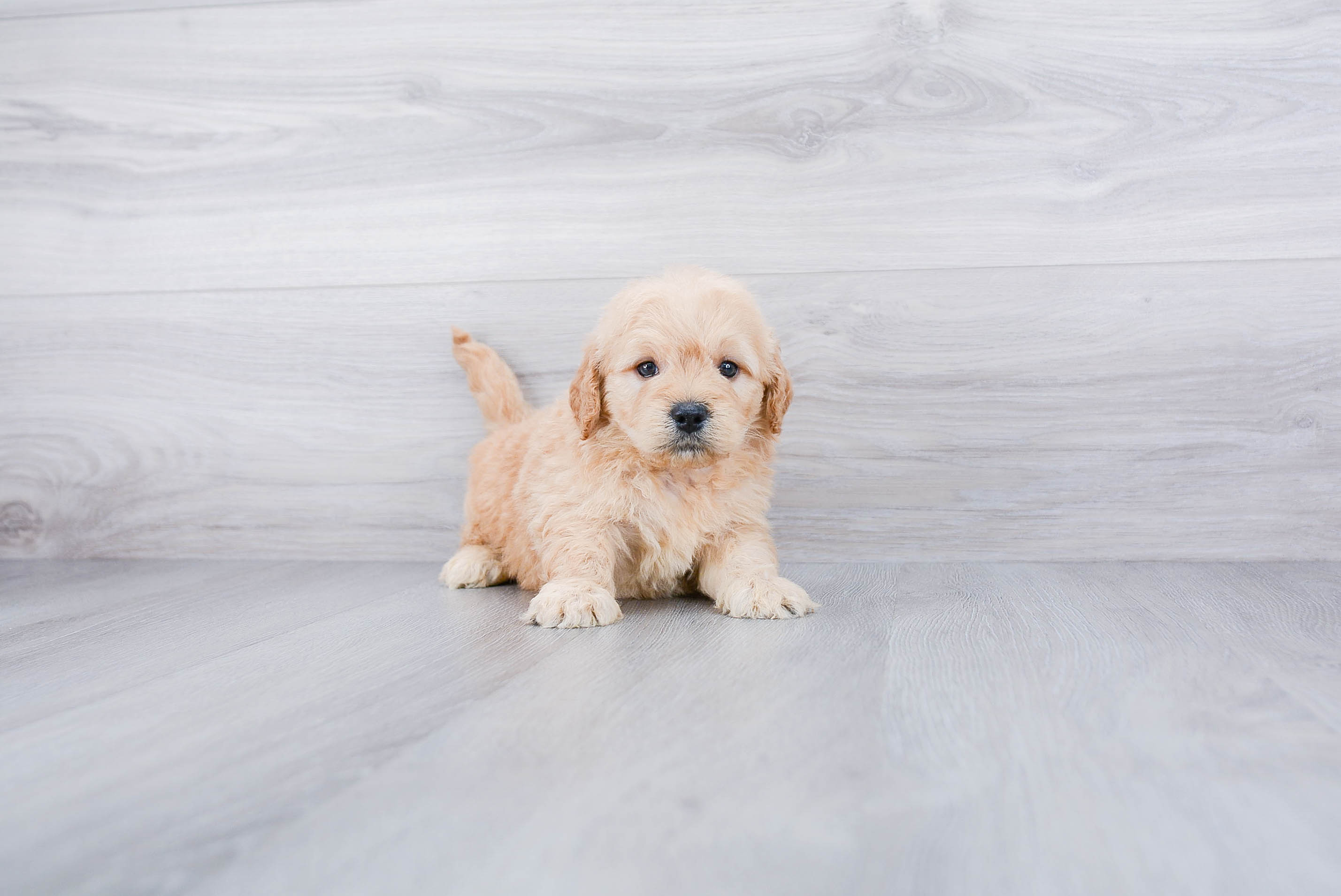 Hypoallergenic Golden Retriever Poodle Mix Puppy