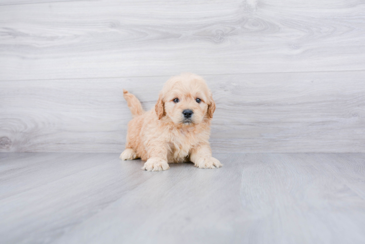 Hypoallergenic Golden Retriever Poodle Mix Puppy