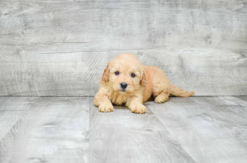 Best Mini Goldendoodle Baby