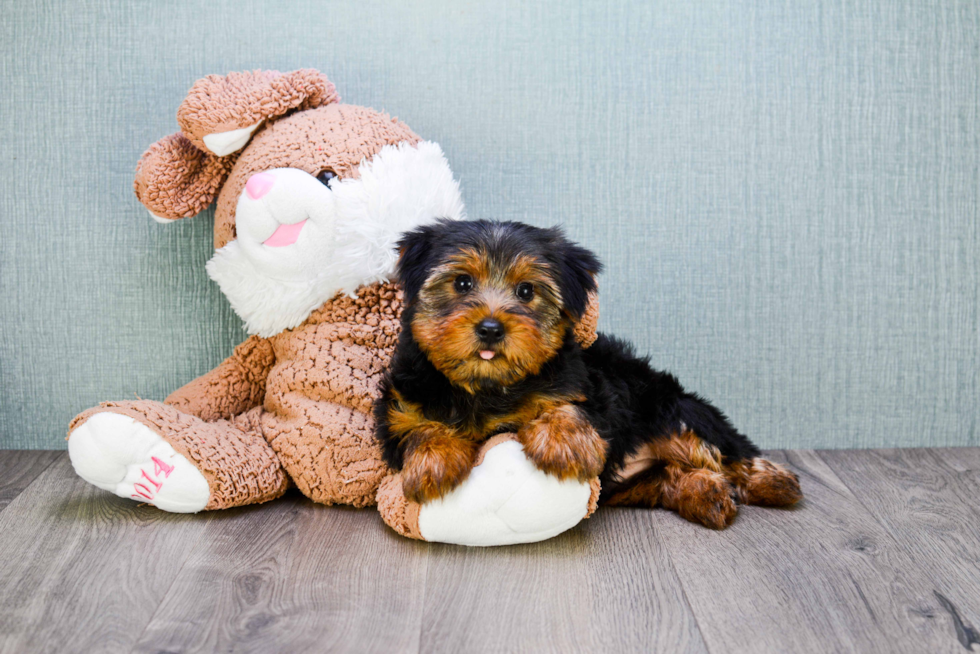 Meet Snickers - our Yorkshire Terrier Puppy Photo 