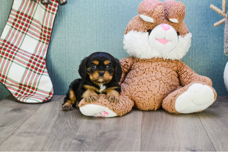 Petite Cavalier King Charles Spaniel Purebred Puppy