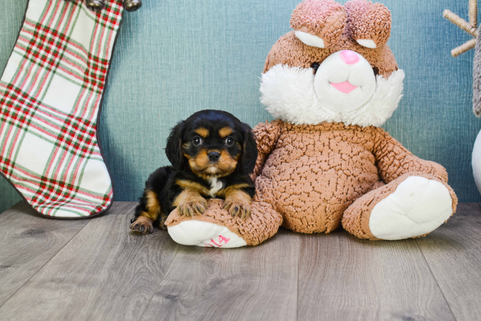 Petite Cavalier King Charles Spaniel Purebred Puppy