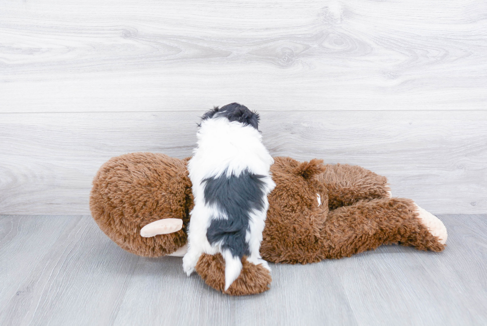 Popular Maltipoo Poodle Mix Pup