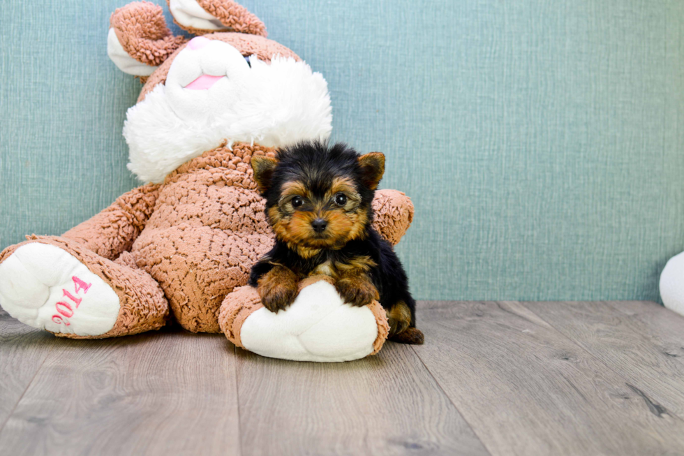 Meet Ronaldo - our Yorkshire Terrier Puppy Photo 