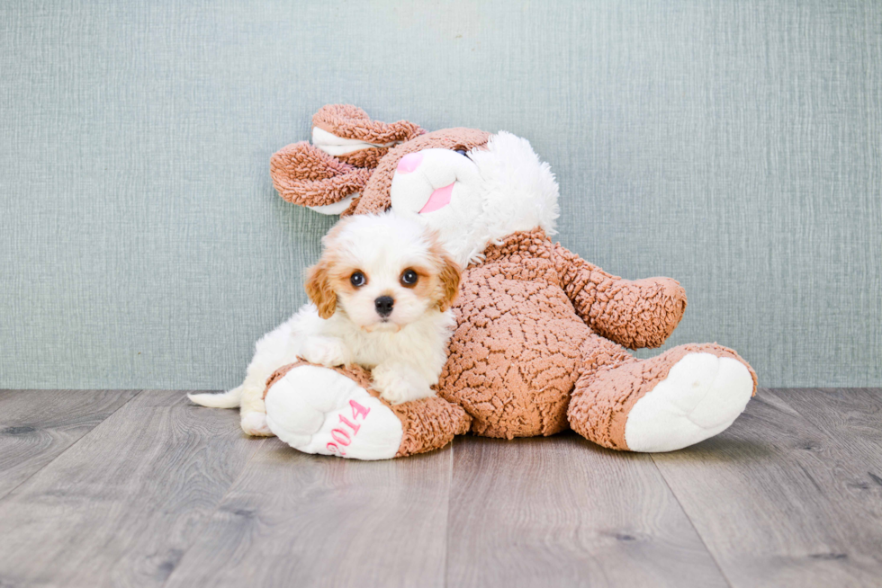 Friendly Cavachon Baby