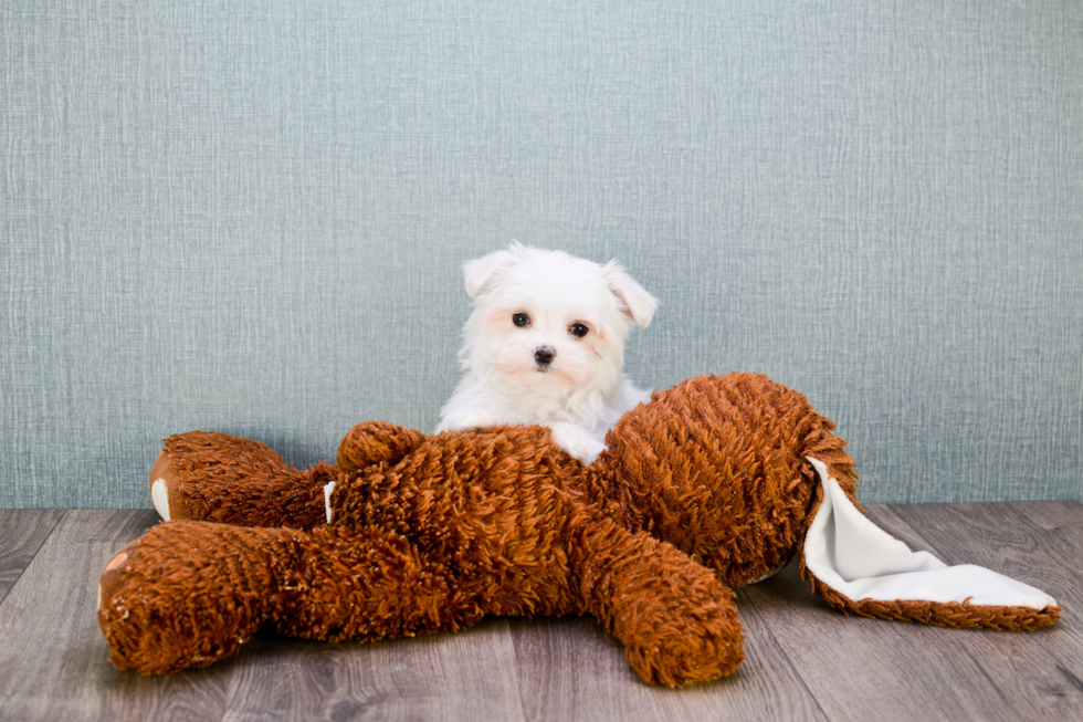 Maltese Puppy for Adoption