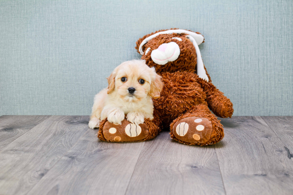 Best Cavachon Baby