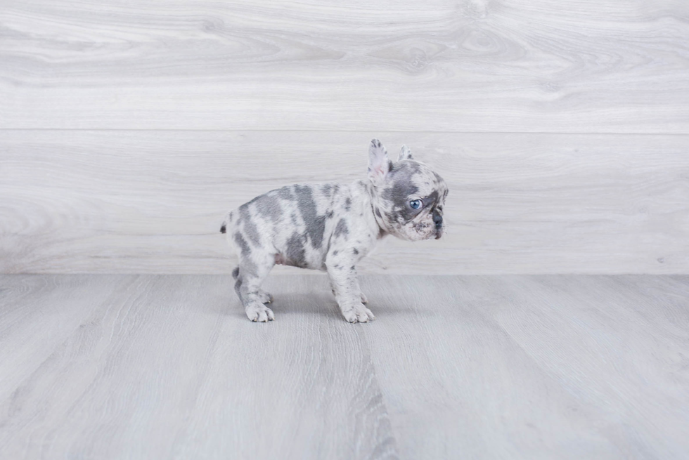 Smart Frenchie Purebred Puppy