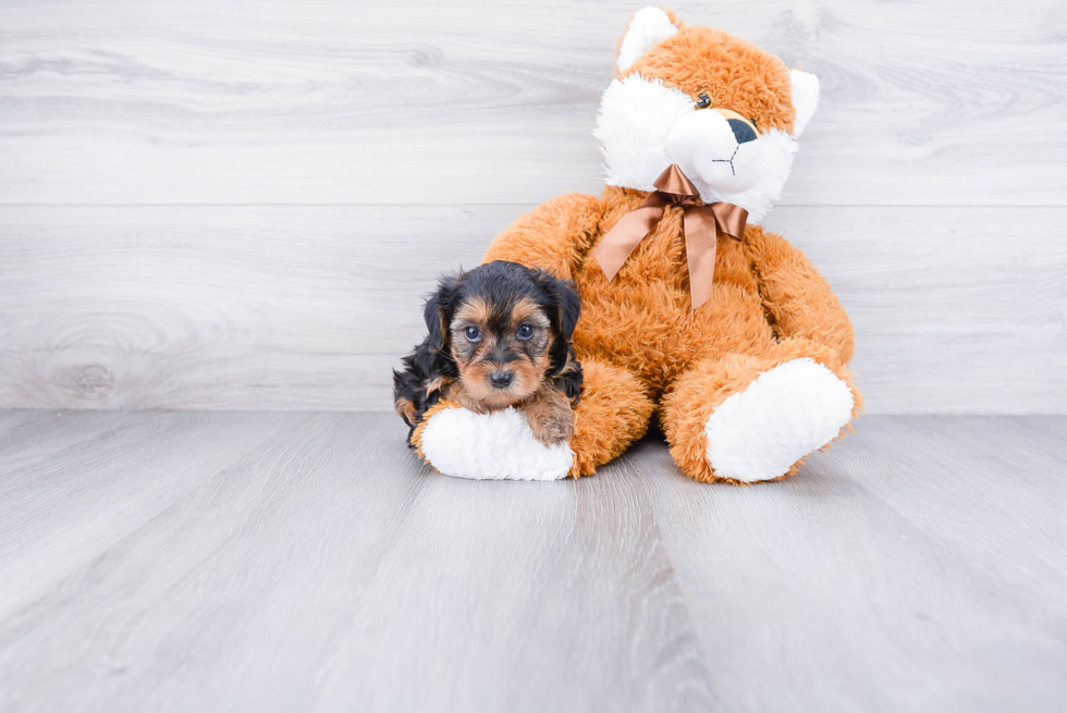 Yorkie Poo Puppy for Adoption