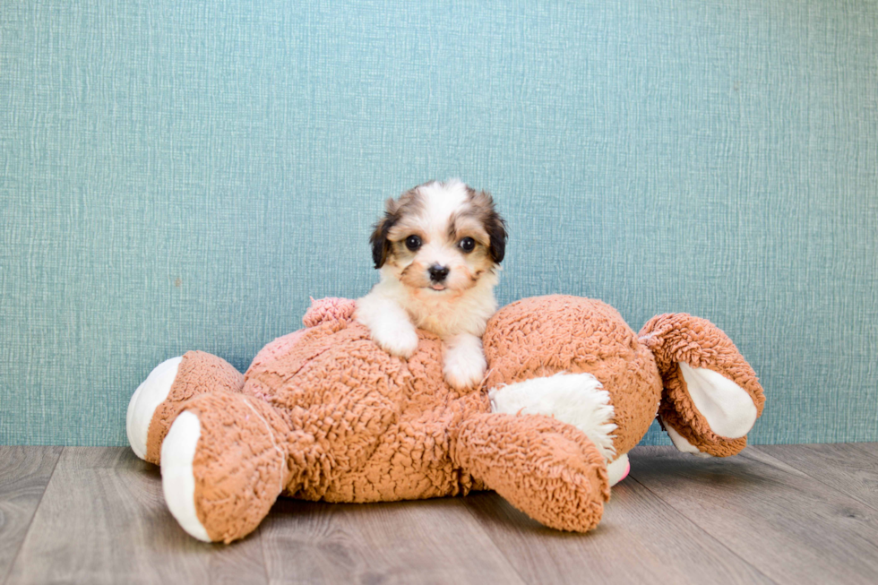 Cavachon Pup Being Cute