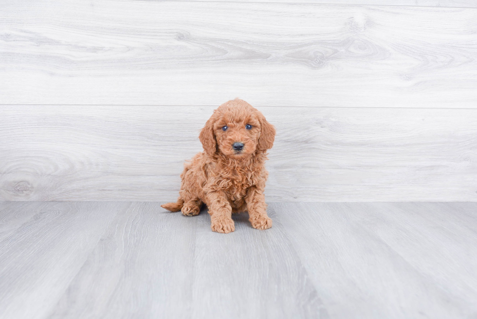 Mini Goldendoodle Pup Being Cute