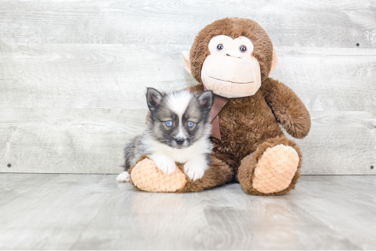 Adorable Mini Husky Designer Puppy