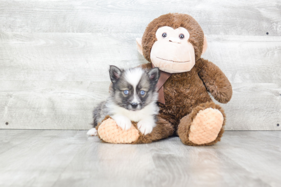 Adorable Mini Husky Designer Puppy