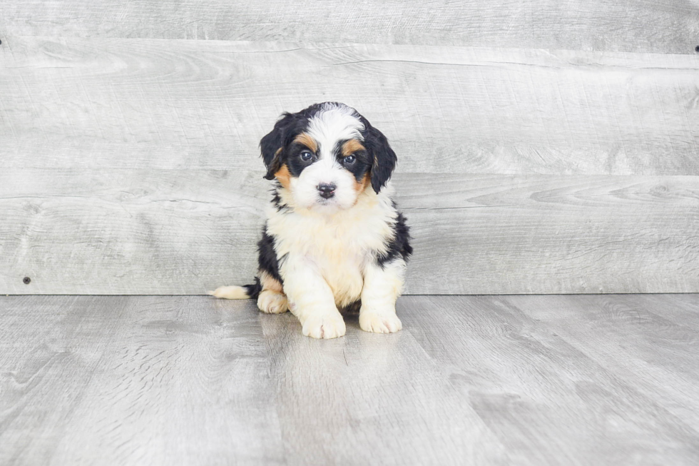 Petite Mini Bernedoodle Poodle Mix Pup