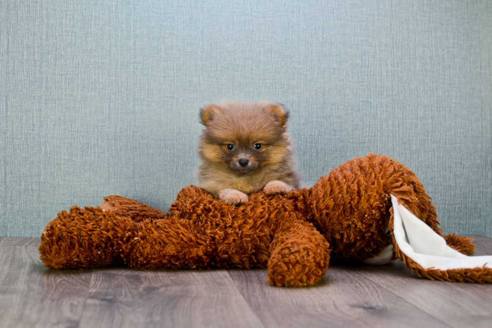 Fluffy Pomeranian Purebred Puppy