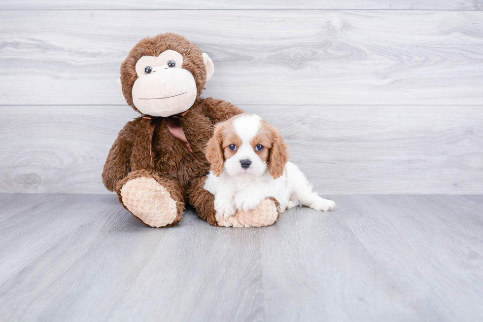 Best Cavalier King Charles Spaniel Baby