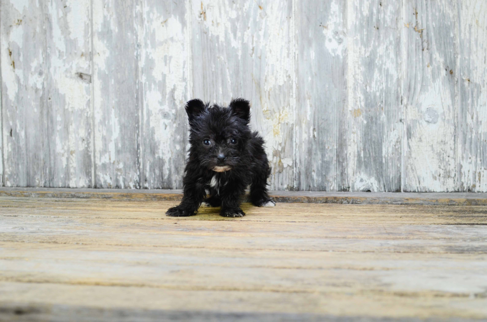 Petite Morkie Designer Pup