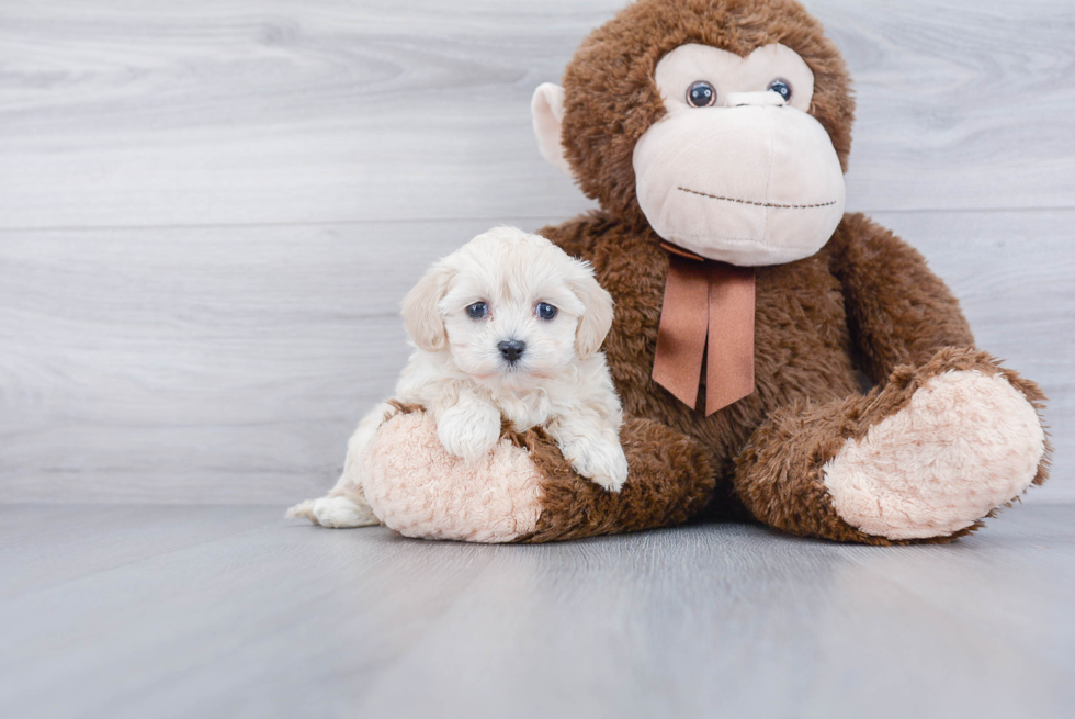 Maltipoo Pup Being Cute