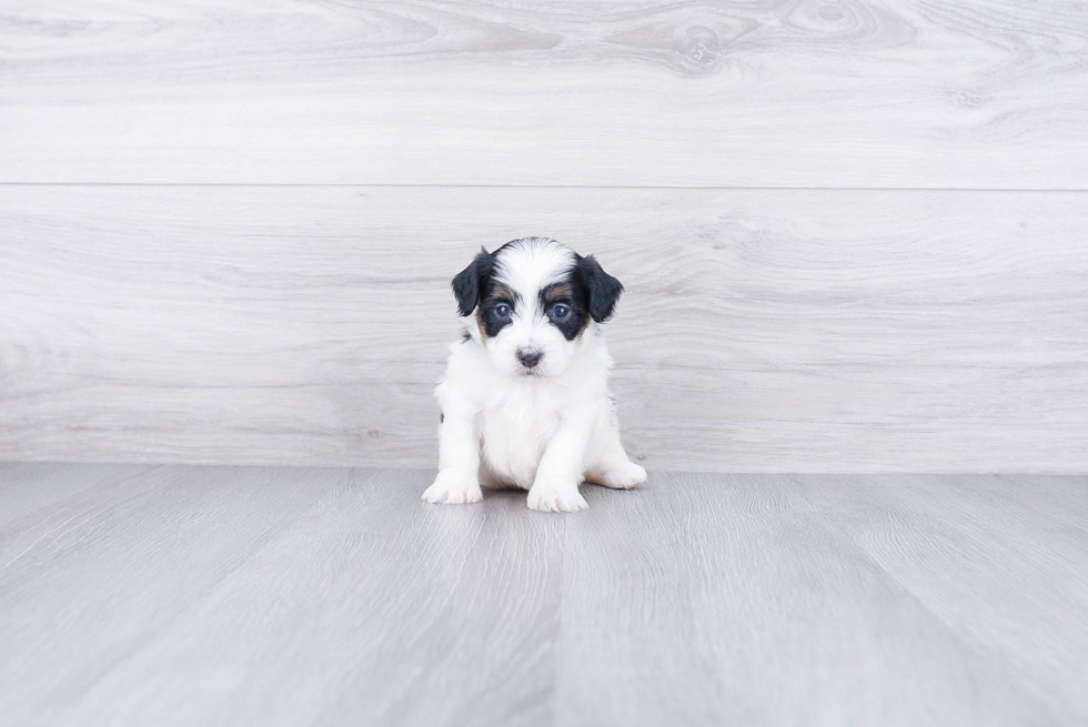 Popular Mini Bernedoodle Poodle Mix Pup