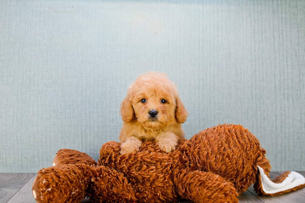 Mini Goldendoodle Pup Being Cute