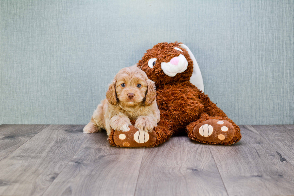 Cavapoo Pup Being Cute