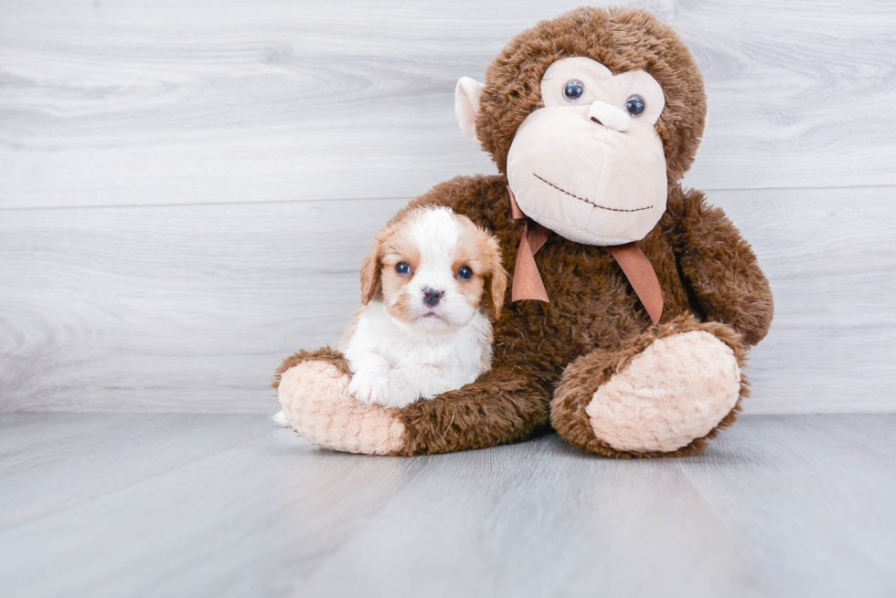 Cavalier King Charles Spaniel Puppy for Adoption