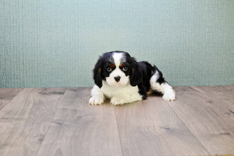 Cavalier King Charles Spaniel Pup Being Cute