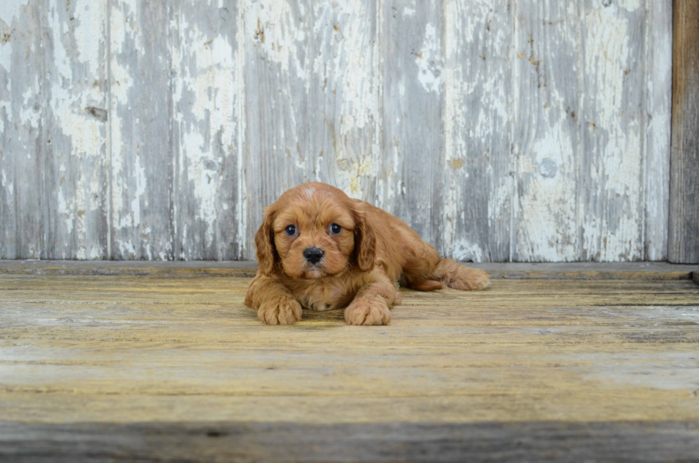 Small Cavachon Baby