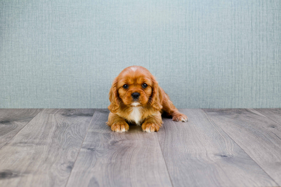 Little Cavalier King Charles Spaniel Purebred Pup