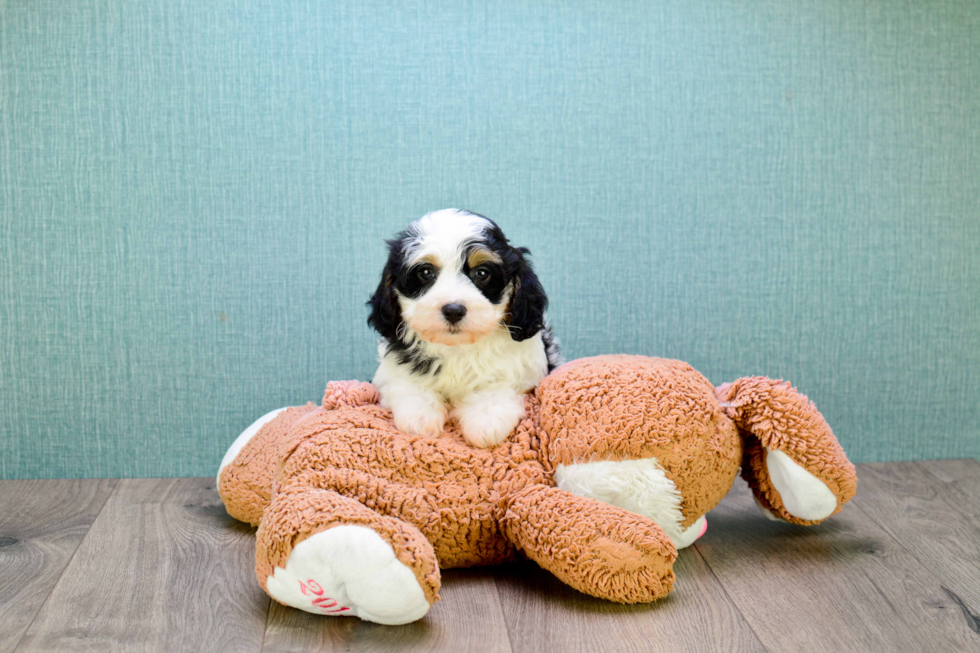 Cavachon Puppy for Adoption
