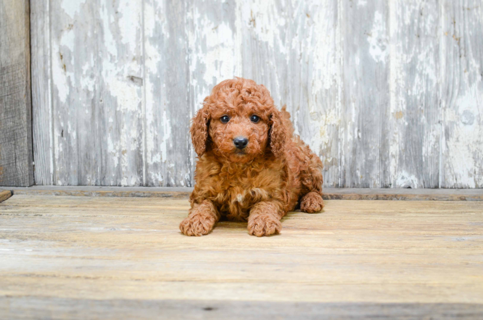 Mini Goldendoodle Puppy for Adoption