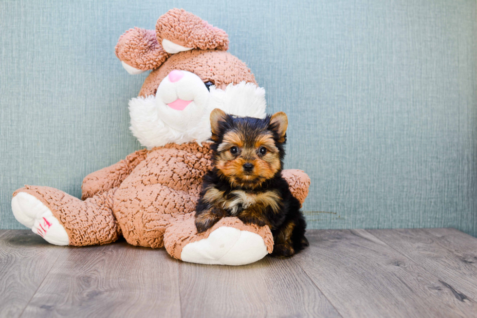 Meet Tinkerbell - our Yorkshire Terrier Puppy Photo 