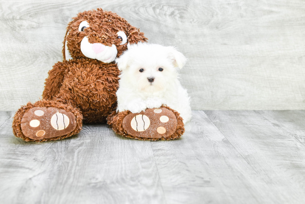 Petite Maltese Purebred Puppy