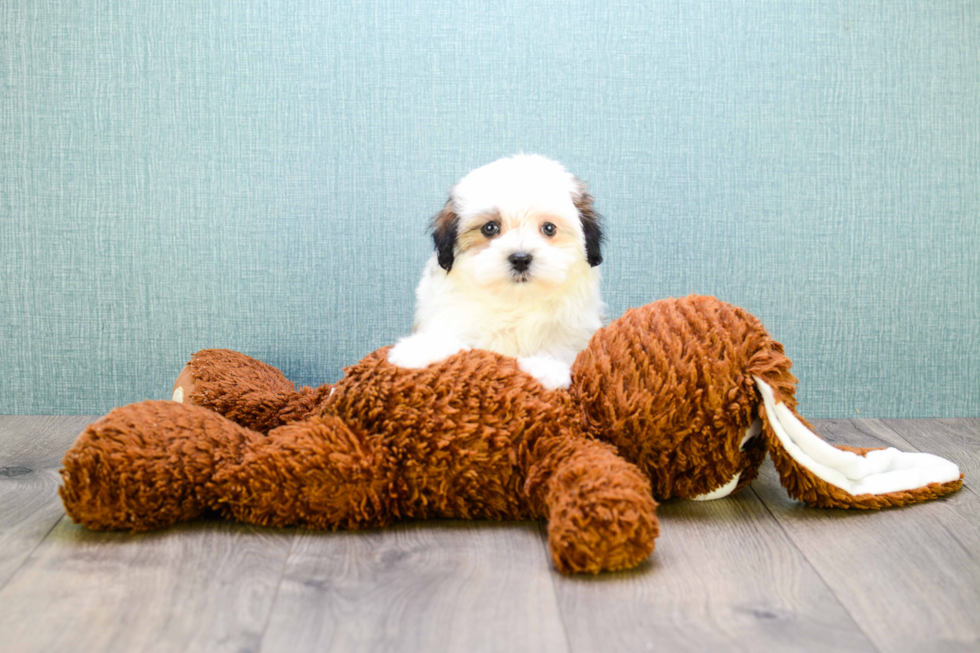 Teddy Bear Pup Being Cute