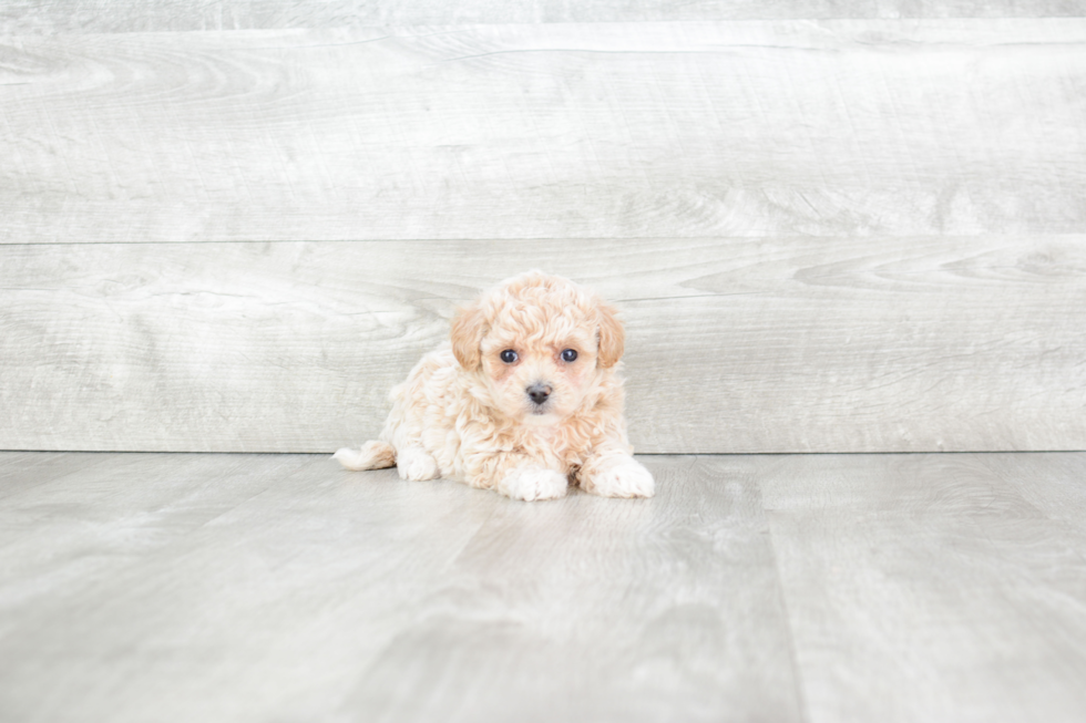 Maltipoo Puppy for Adoption