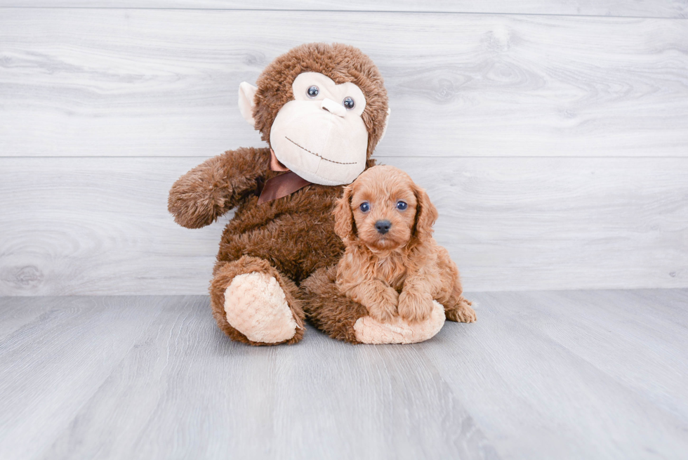 Hypoallergenic Cavoodle Poodle Mix Puppy